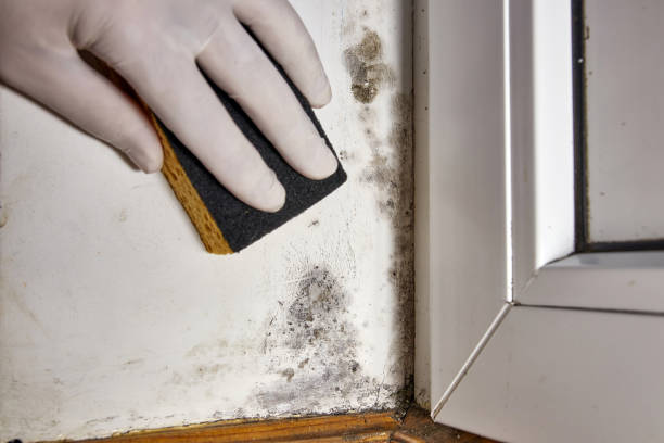 Mold Remediation for Vacation Homes in Flora, MS